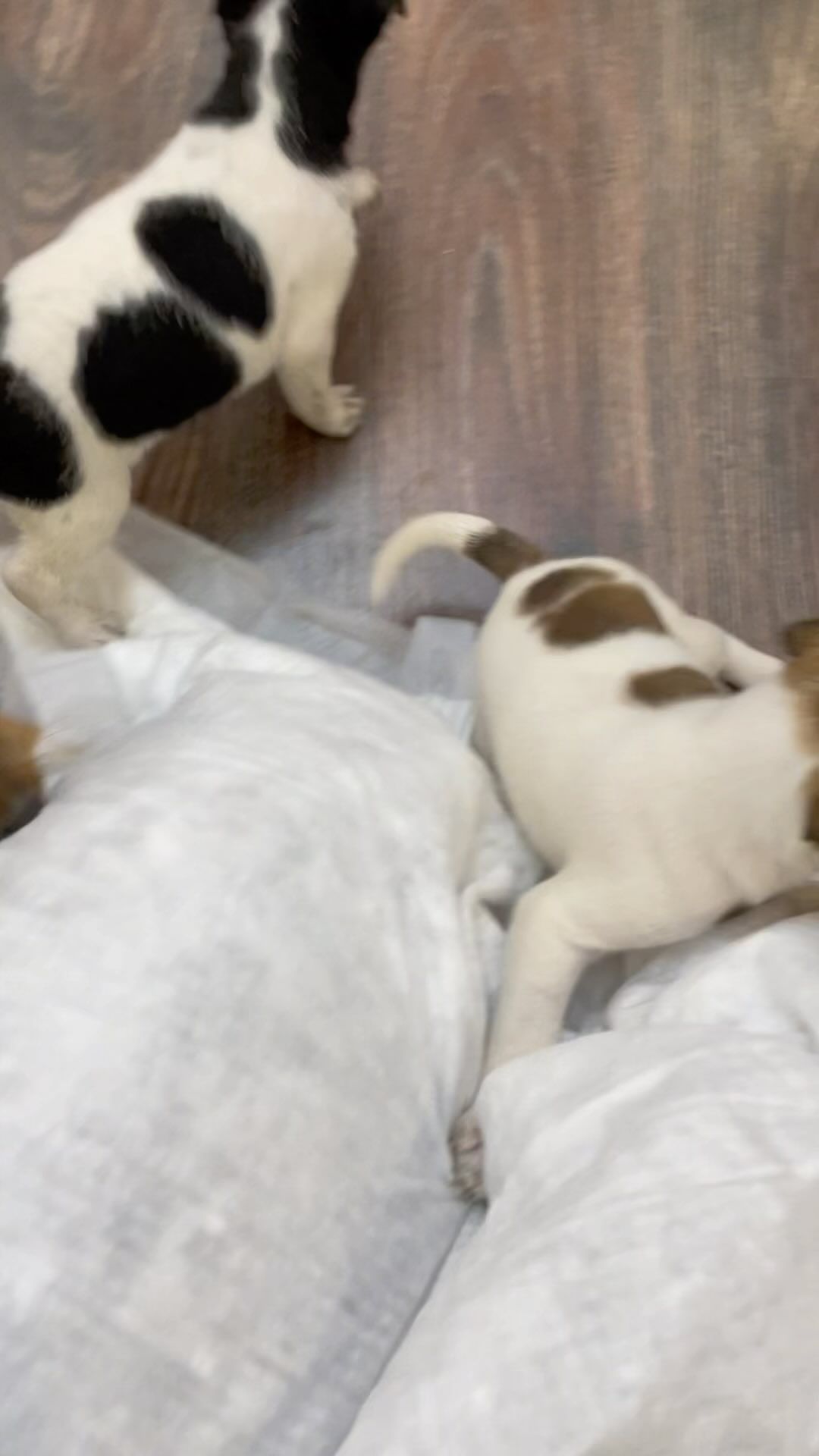 zairashomahova в LOOKY. . Наши щенки❤️