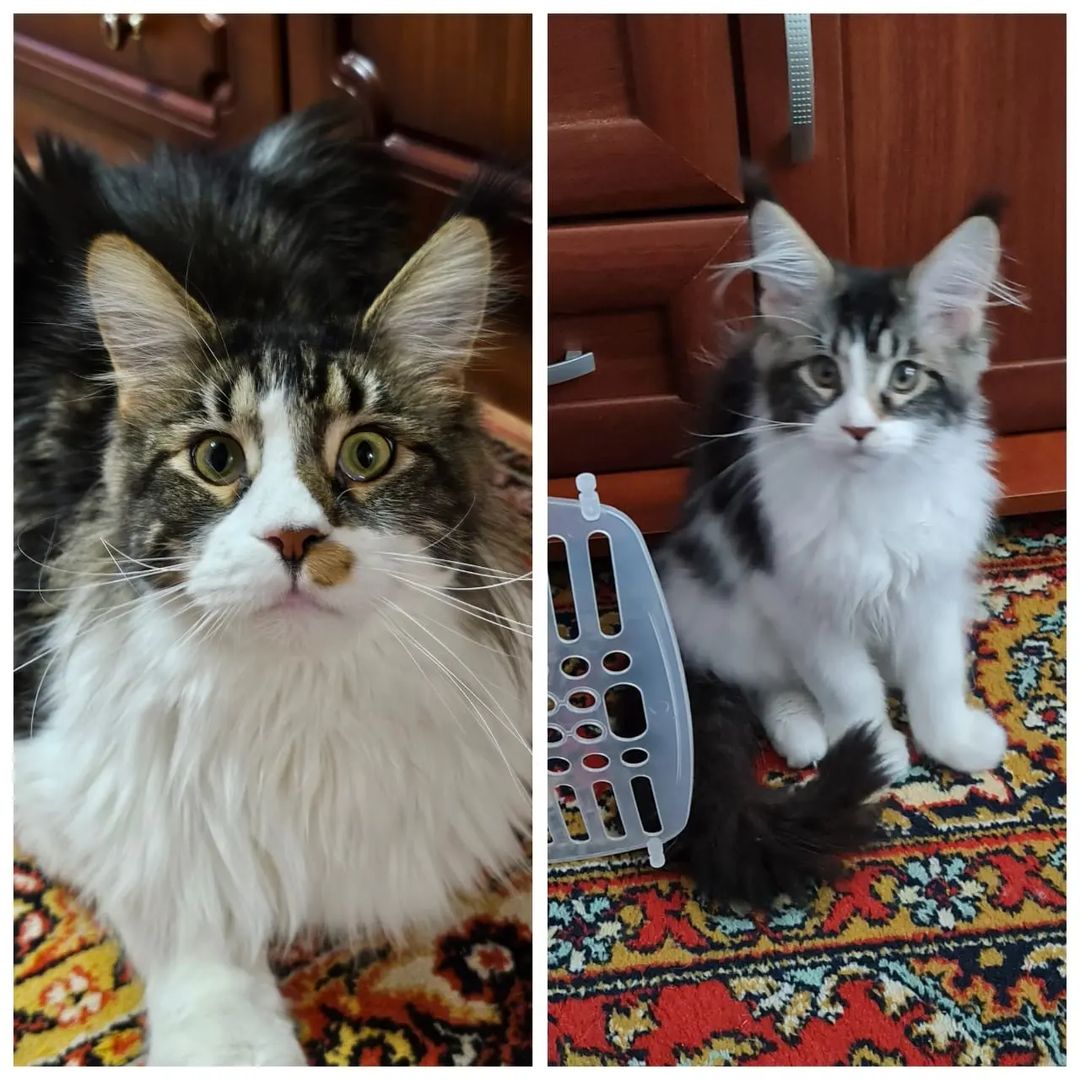 alnaircoon в LOOKY — фото 3