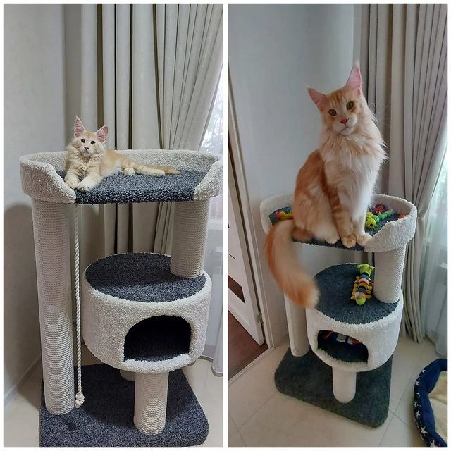 alnaircoon в LOOKY. #мейнкунблаговещенск,#мейнкунпродажакотят,#мейнкунырулят,#мейнкунпитомник,#мейнкун,#мейнкунчики,#мейнкункотята,#альнаирмейнкун,#альнаир,#питомникмейнкун. Я вас очень люблю.

...