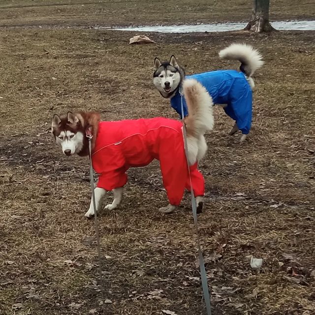 alx_nvsk в LOOKY. #spring,#huskies,#husky,#huskiesofinstagram,#siberian,#ersathemetalhusky,#thehuskylove_feature,#huskiesofig,#my_husky,#siberianhuskies,#justhuskies,#husky,#siberianhusky,#huskylove,#huskygram,#greyhusky,#brownhusky,#huskylife,#huskyphotography,#allthingshusky,#huskyofinstagram,#huskyworld,#huskydog,#huskyoftheday,#lovehusky2024,#avtovo,#ericthemetalhusky,#ossofashion,#югозапад,#автово,#автовскиеволки. Моднейшие на районе ...