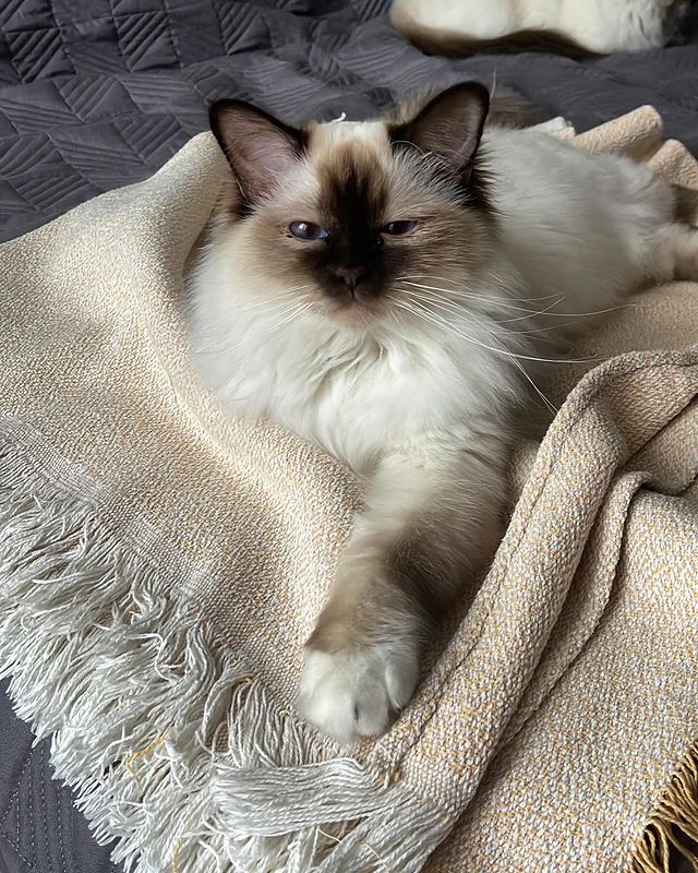 svetlana14064 в LOOKY. #священнаябирмапитомник,#священнаябирмакотята,#священнаябирмамосква. В ожидании.. #священ...