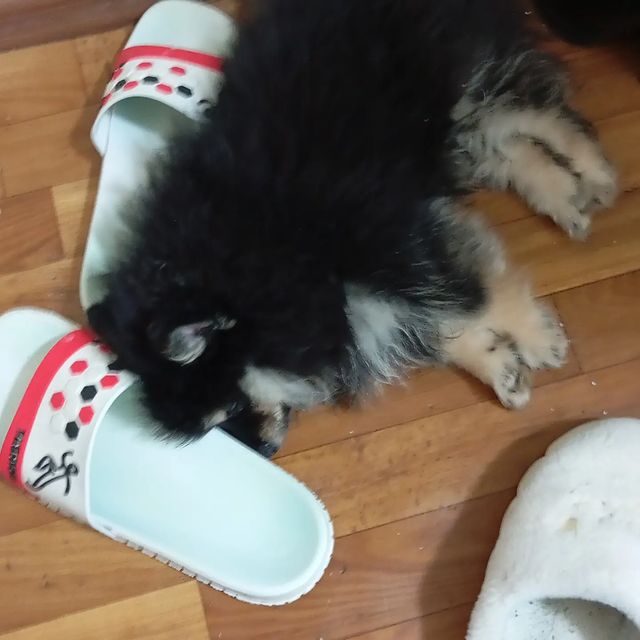 ekalina_929 в LOOKY. . Наша Чара ❤