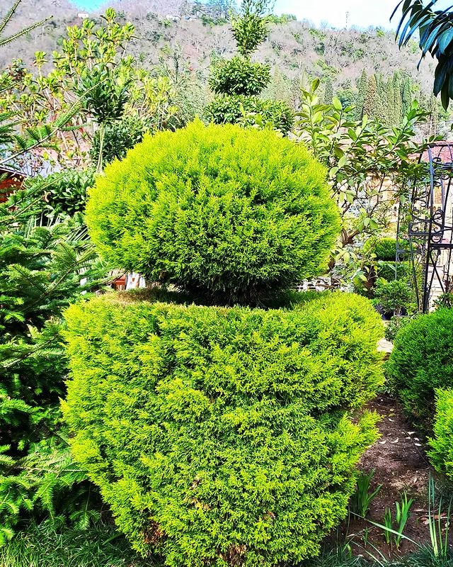 green_._style в LOOKY. #природа,#сад,#весна,#фото,#абхазия,#красота,#дизайн,#топиари,#стрижкарастений,#сад,#ландшафтныйдизайн,#солнце,#хобби,#beautiful,#nature,#garden,#creative,#landscapedesign,#gardening,#topiary,#aesthetic,#trees,#spring,#design,#sunday,#flowers,#instagood,#photography,#art,#__green_style__. #природа #сад #весна...