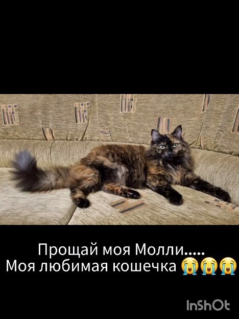 anzhelamirs_tomsk в LOOKY. . null