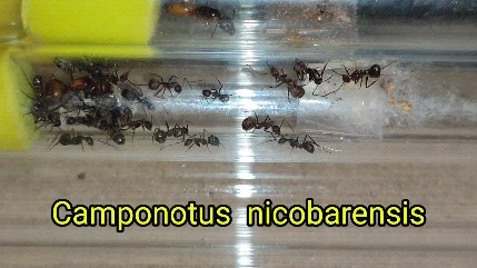 ant_happy_27 в LOOKY. #муравьихабаровск,#муравьиныефермы,#формикарийхабаровск,#хабаровск,#подарки,#дети,#новосибирск,#формикариихабаровск,#подаркихабаровск,#муравьихабаровск,#муравьинаяфермахабаровск,#срочно,#формикарий,#муравьи,#счастливыймуравей,#хобби,#новыйгод. Наступила весна и пр...