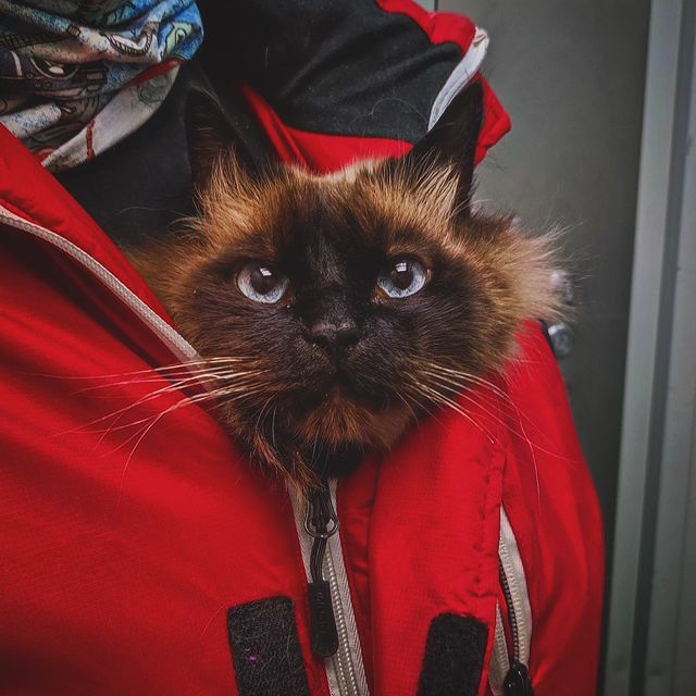 kristina_fox_pro_ в LOOKY. . Многое повидавший, Ф...