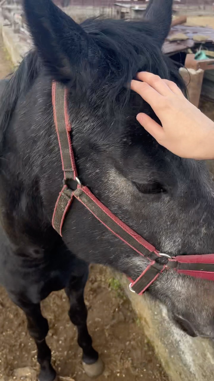 Бойцова Ника Андреевна в LOOKY. #horse,#horses. #horse #horses