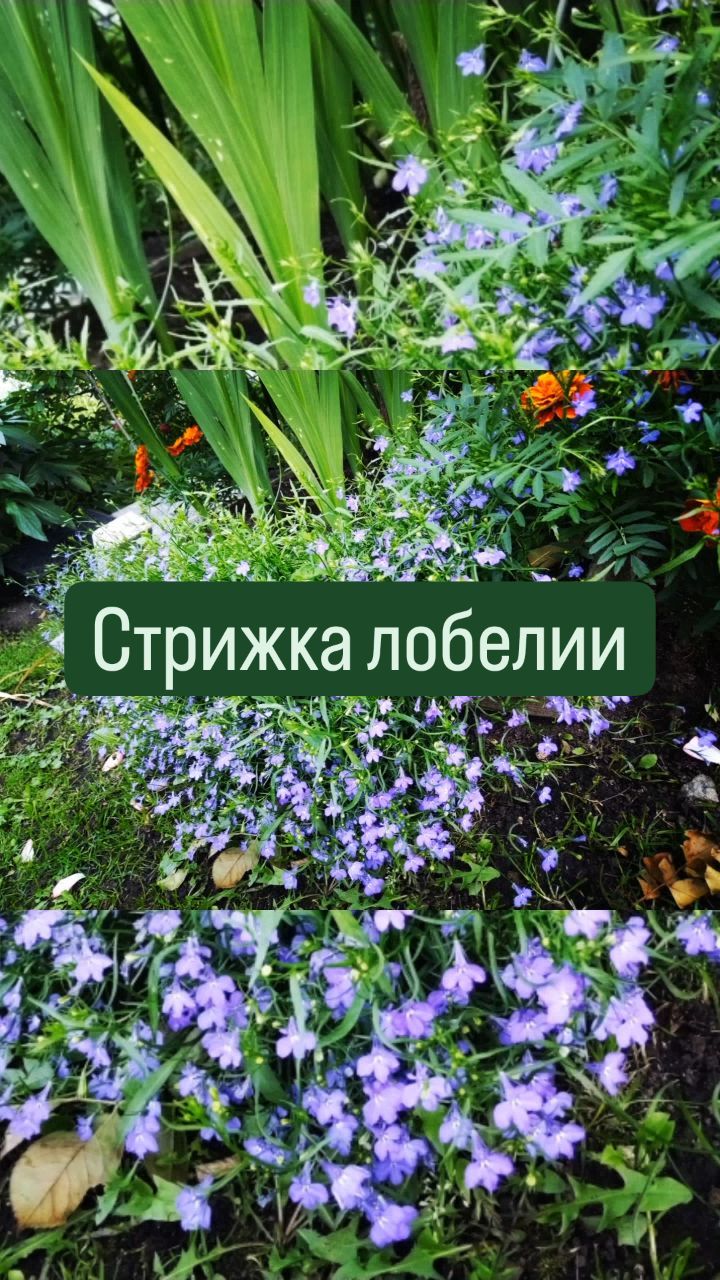 missisvaflia в LOOKY. #лобелия,#стрижкалобелии,#рассада,#рассаданаокне,#рассадацветов,#сад,#огород,#цветы,#дача,#любимаядача,#поркузи,#ленинградская_область. 🧤СТРИЖКА ЛОБЕЛИИ🧤
...