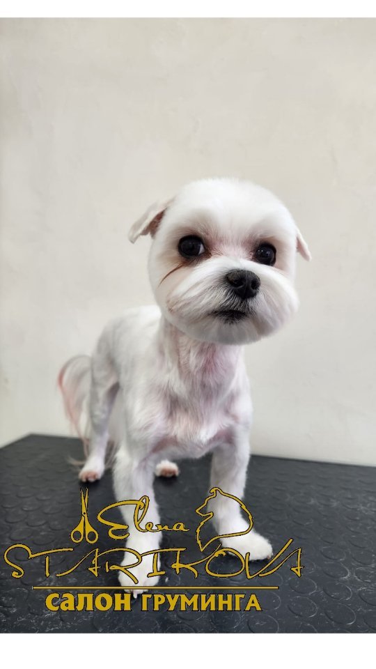 groomer_ufa_ в LOOKY. #грумингуфа,#зоосалонуфа,#грумингмальтезе,#мальтийскаяболонка,#болонка,#люблюсвоюработу,#лучшаяработа,#грумингнашевсе,#салоналексеевка,#грумингалексеевка,#грумингуфа,#еленастарикова,#грумерелена,#elenastarikova,#groomerelena,#maltese,#groomerufa,#groomingufa,#groomingmaltese. #грумингуфа #зоосало...