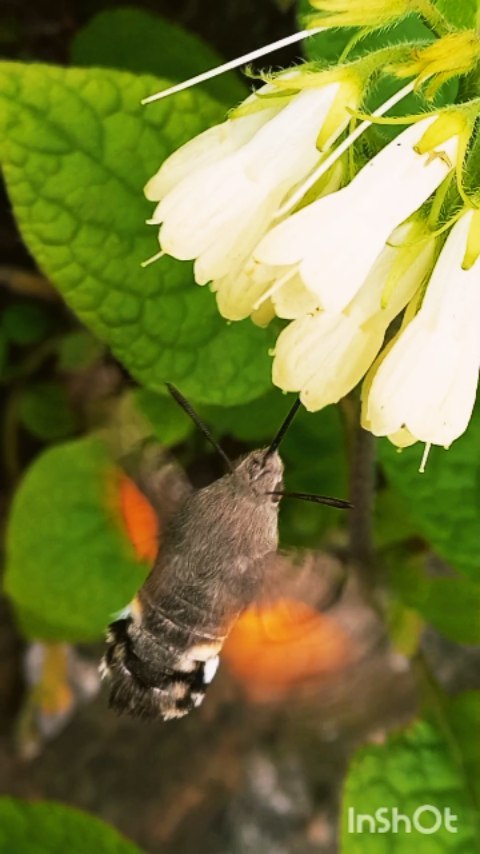 green_._style в LOOKY. #beautiful,#nature,#garden,#flowers,#butterfly,#insect,#animal,#garden,#wildnature,#worldwild,#wildlife,#amazing,#instagood,#reels,#magic,#macro,#sunday,#march,#smiles,#природа,#цветы,#сад,#рилс,#красота,#весна,#март,#бабочка,#абхазия,#__green_style__. Бражник- языкан или ...