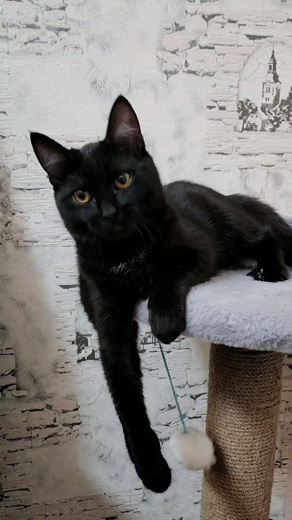 alexandra_1105 в LOOKY. . Друг 🐈‍⬛