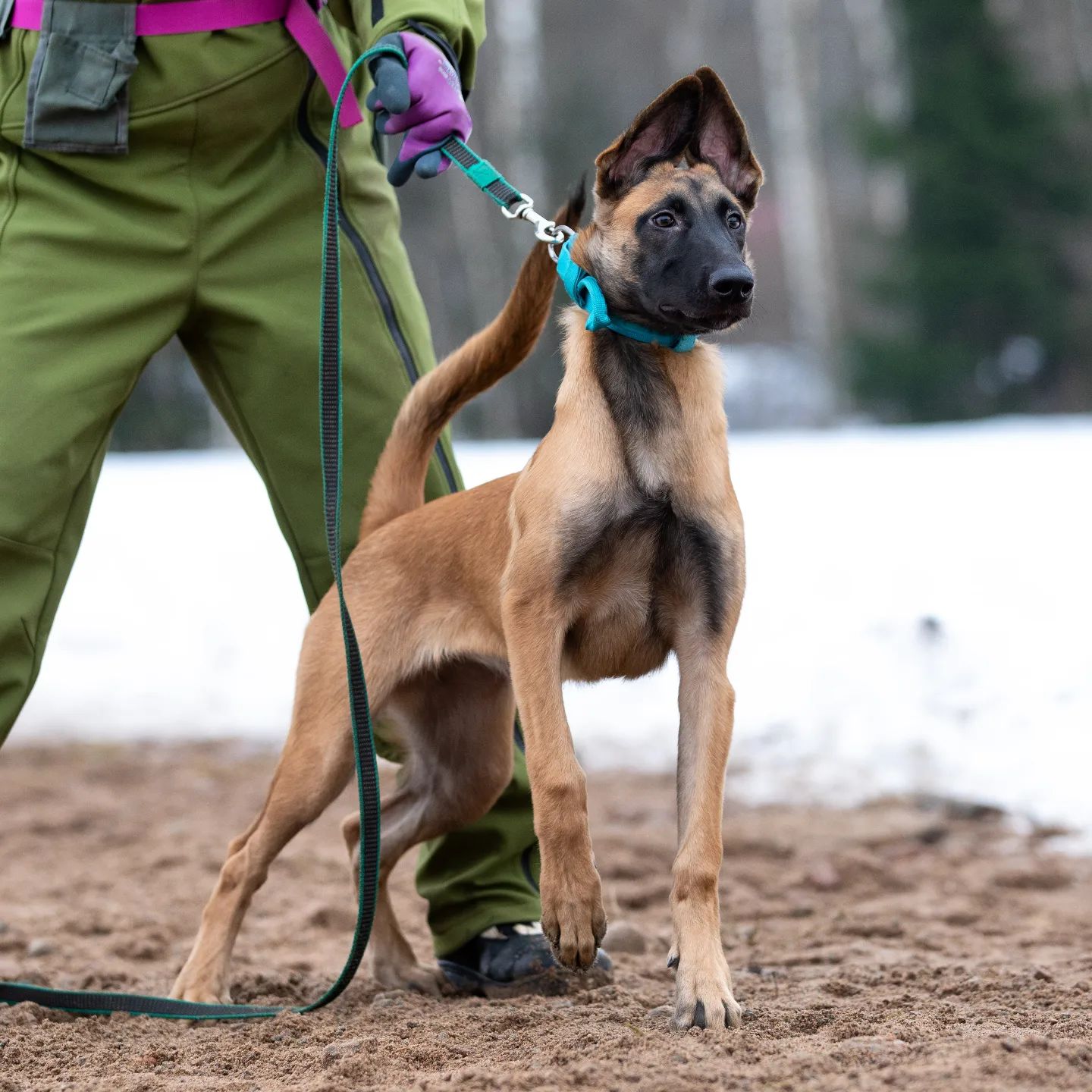 bikej_dogs94 в LOOKY. . Последнее время все ...
