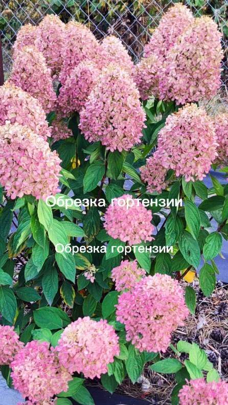 starskara в LOOKY. . Обрезали гортензию м...
