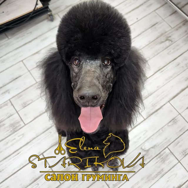 groomer_ufa_ в LOOKY. . Встречаем весну крас...