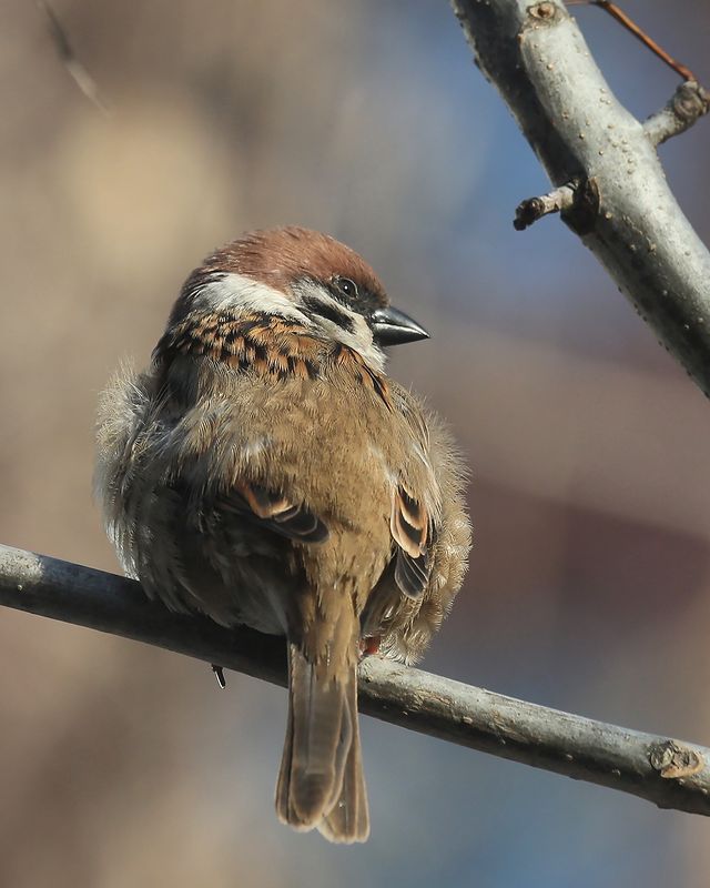 olegrammy в LOOKY. #воробей,#sparrow,#spring,#birds. #воробей #sparrow #s...