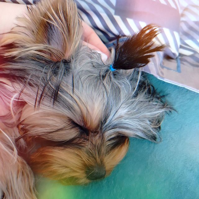 anna84201414 в LOOKY. #маминарадость🐶. #маминарадость🐶