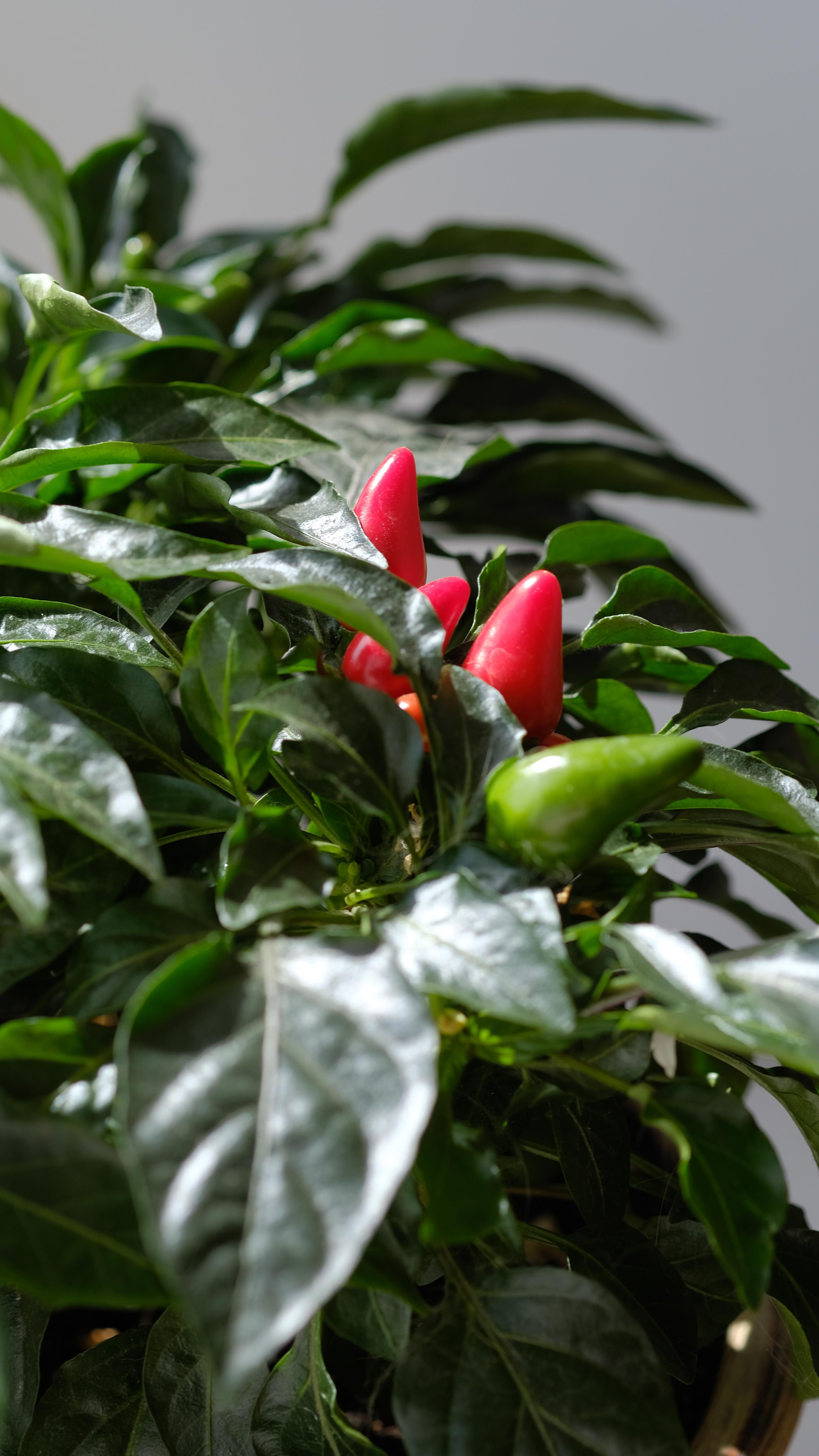 semena_bobok в LOOKY. #острыйперец,#острыйперчик,#перец,#перецострый🌶,#peppers,#pepper,#hotpeppers,#pepperony,#garden,#gardening,#огороднаподоконнике,#огороднаокне,#ситифермерство. Сальсы 🥰

#острыйпе...