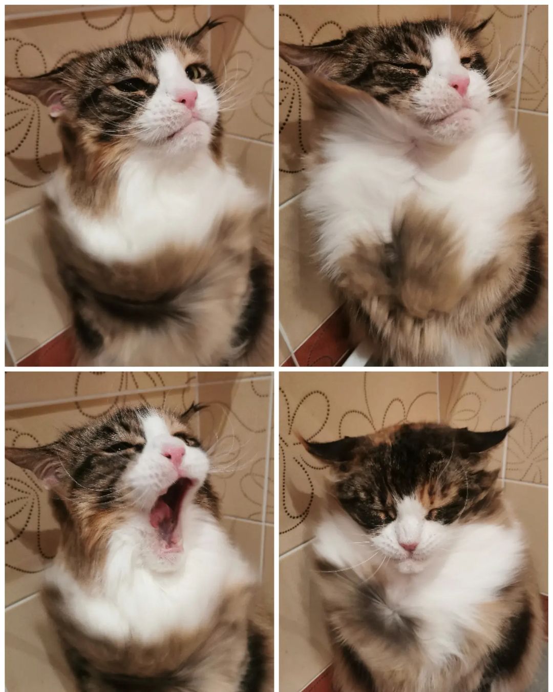 mycatgrooming in LOOKY. #мейнкун,#кошачийгрумер,#грумингкошек,#грумингмейнкуна,#ялюблюсвоюработу. 50 оттенков возмущен...