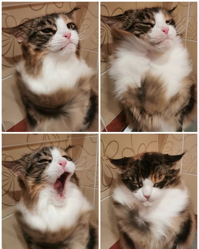 mycatgrooming в LOOKY. #мейнкун,#кошачийгрумер,#грумингкошек,#грумингмейнкуна,#ялюблюсвоюработу. 50 оттенков возмущен...