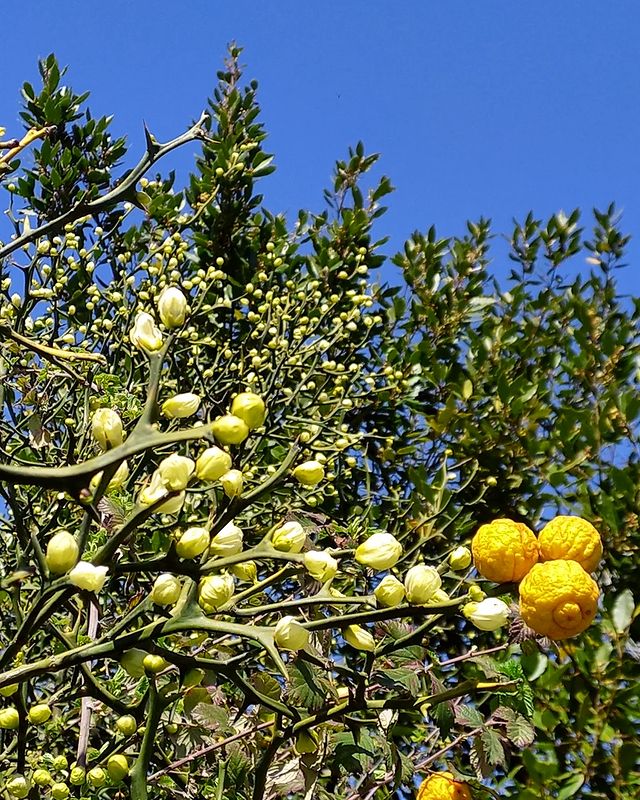 green_._style в LOOKY. #spring,#beautiful,#nature,#garden,#flowers,#photography,#wildnature,#trees,#sky,#sea,#travel,#adventures,#like,#gardening,#happy,#forest,#march,#природа,#сад,#весна,#фото,#небо,#цветы,#citrus,#март#абхазия#море#путешествие,#красота,#__green_style__. Понцурус или трифоли...
