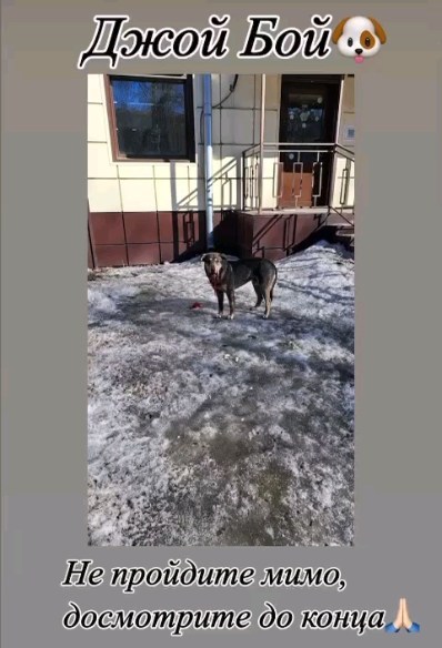 alena_skorik2009 в LOOKY. #джоБой,#помощь,#хвостики,#приют,#адмирстрация,#Белово,#Путин,#Цивелев,#Москва,#Россия. Друзья, делайте репо...