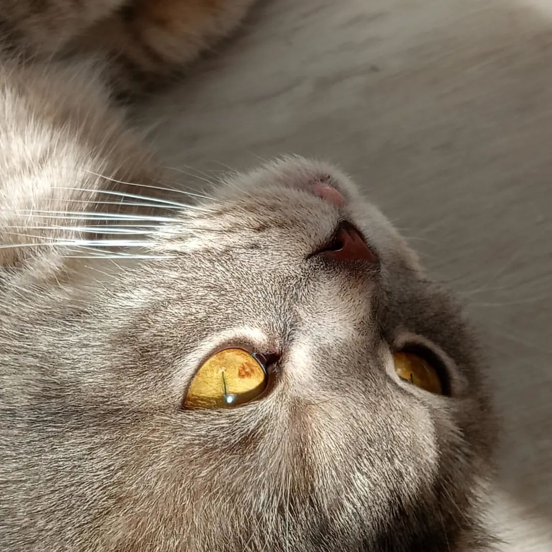 Мой любимый котик, лучший друг и самый родной и любимый кот в семье 🪄Тима я очень люблю тебя, тебе уже целых 3 года. В один момент твоей жизни у тебя появилась проблема и мы поехали в другой город чтобы излечить тебя, мы уехали домой, так как, мы не смогли бы остаться с тобой и ты остался один в больнице. Чтобы ты выздоровел мы ради тебя потратили много денег, потому что мы любим тебя всей нашей семьёй и другие родственники тоже. Ты остался один в больнице, я представляю какой для тебя был большой при большой стресс 🩷
В какой-то момент я подумала,, Тима неужели ты так уйдёшь из нашей жизни, ты должен справиться "... И ты справился 🥹🫶Я очень люблю тебя Тима 🩷
