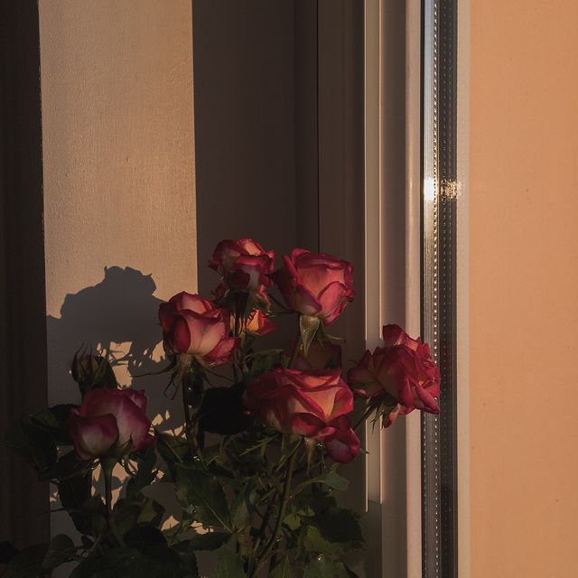 runnatirun в LOOKY. #explore,#goldenhourlight,#rosepetals. no caption needed 🌇...