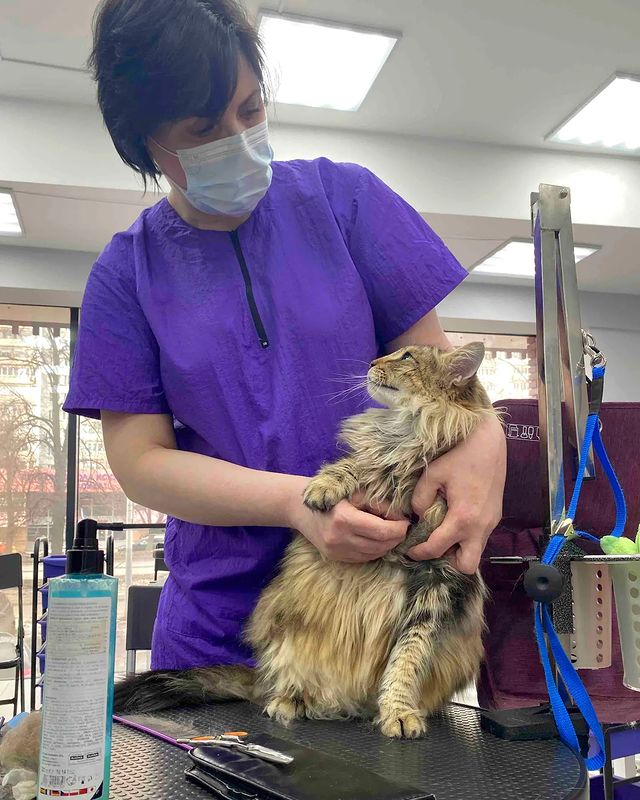 mycatgrooming в LOOKY. #кошачийгрумер,#грумингкошек,#норвежскаялесная,#норвежскаялеснаякошка. Глаза в глаза, ̶л̶а̶...