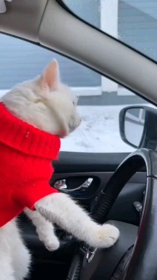 vorogushin_aleksey в LOOKY. #юмор,#приколы,#котик,#котики,#кот. Кот против собаки на...