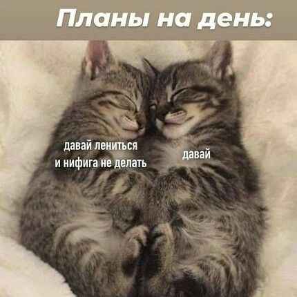 happypetsallworld в LOOKY. . null