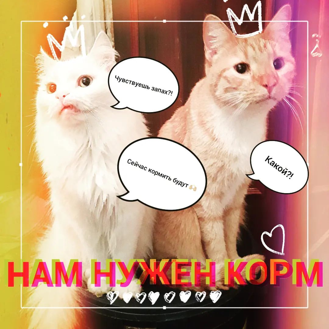 happypetsallworld в LOOKY — Друзья, у котиков заканчивается корм, да, пять дней пролетаю