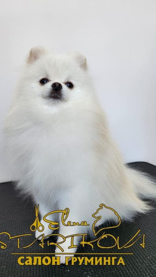 groomer_ufa_ в LOOKY. #лучшаяработа,#шпиц,#грумингшпица,#еленастарикова,#грумерелена,#грумингнагаево,#грумингуфа,#грумингалексеевка,#elenastarikova,#groomerelena,#shpitz,#grooming,#groomingufa. Мой любимй кайфушечк...