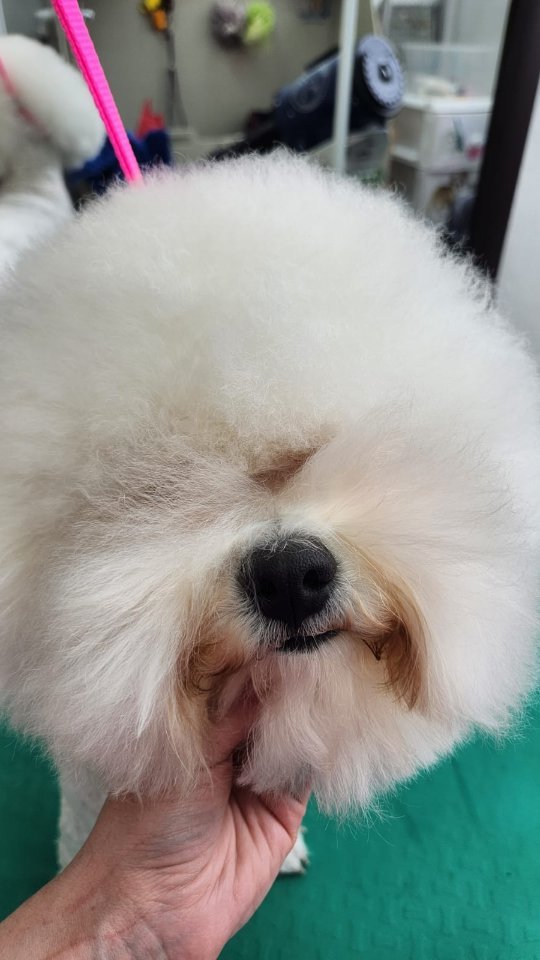 groomer_ufa_ в LOOKY. #грумингуфа,#грумернагаево,#зоосалонуфа,#грумереленастарикова,#еленастарикова,#грумингалексеевка,#грумерелена,#бишон,#болонка,#бишонфризе,#грумингбишона,#elenastarikova,#groomerelena,#groomer,#groomerufa,#groomingufa,#bishon,#bishonfrise. #грумингуфа #грумерн...