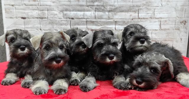 skillwaykennel в LOOKY. #щеночек,#щенкицверга,#цверги,#цвергшнауцерперецссолью,#цвергшнауцерщенки,#skillwaykennel. Представляем помёт р...