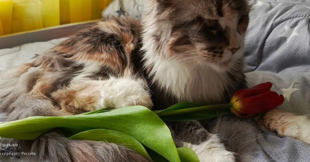 irenphantome в LOOKY — фото 2