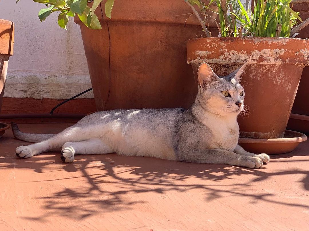 silverabyssinians в LOOKY — фото 2