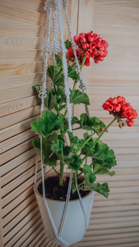 macrame_decor2.0 в LOOKY. #macrame_dekor,#macrame,#макрамеобоянь,#макраме,#подвесыдляцветов#украшаемдом#украшаембалкон#украшаемдвор#цветы#подвесымакраме#подвес#макрамеподвес#макрамекурск#макрамепочтой. Время заказывать под...