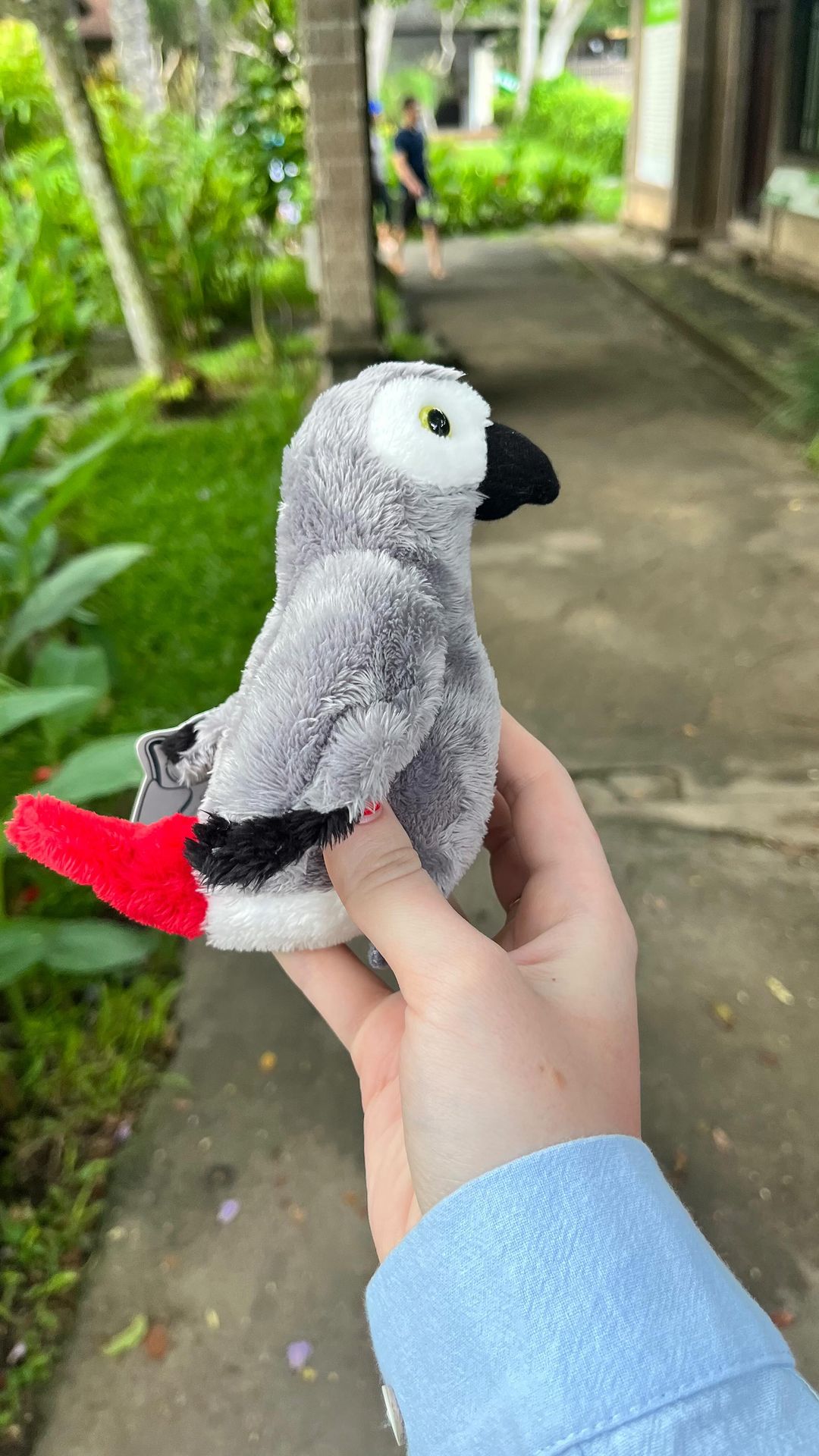 chrissmarble в LOOKY. #parrot,#africangreyparrot,#попугай,#говорящийпопугай,#жако,#попугайжако🐦,#танцующийпопугай. Думаю тренд можно за...