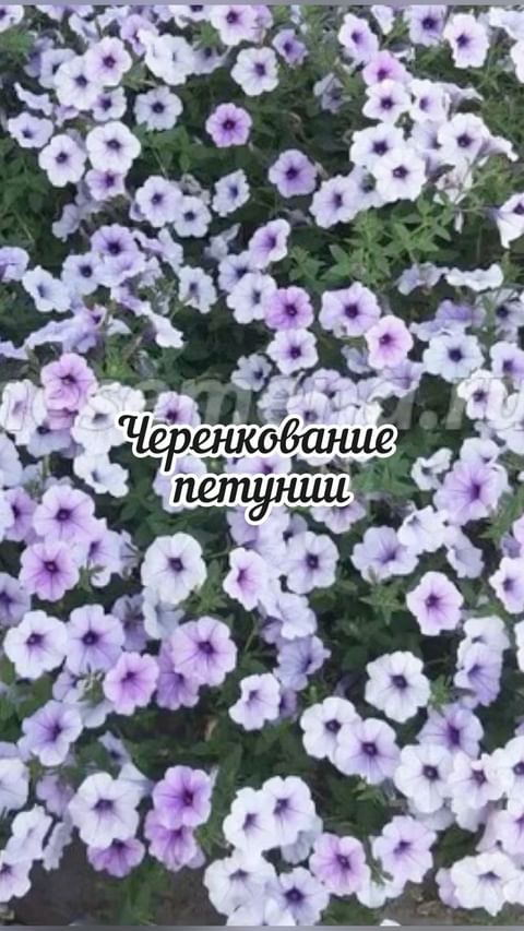 dacha_c_nulya в LOOKY. . Получить пышный куст...
