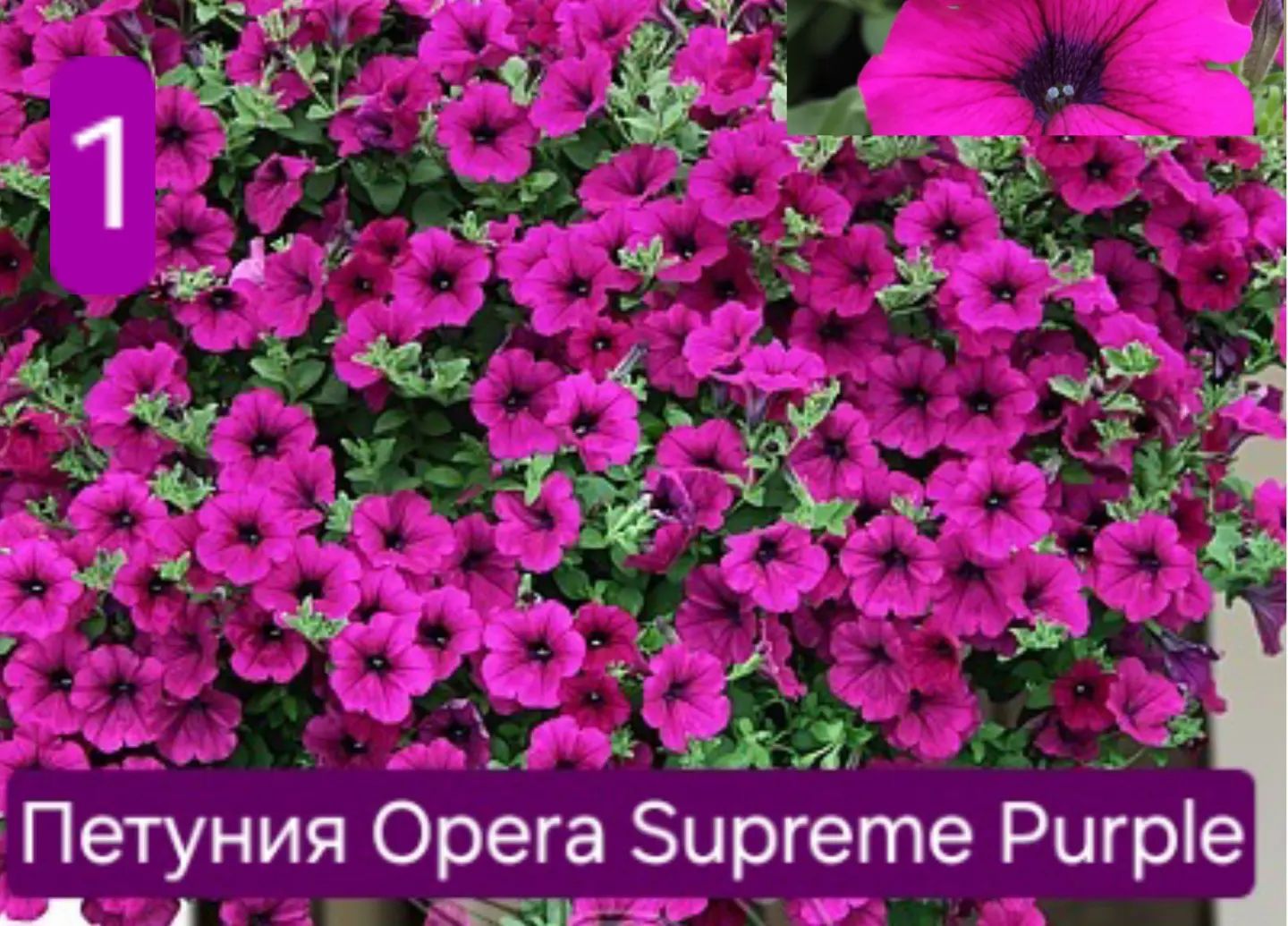 derevenskaia_hizn в LOOKY. #Черенки,#петуния🌺,#петуния,#вегетативныечеренки,#вегетативнаярассада,#вегетативнаяпетунья,#черенкиспб,#ЧеренкиВырица. Укоренённые черенки ...