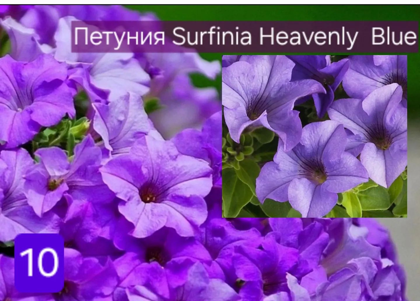 derevenskaia_hizn в LOOKY — фото 10