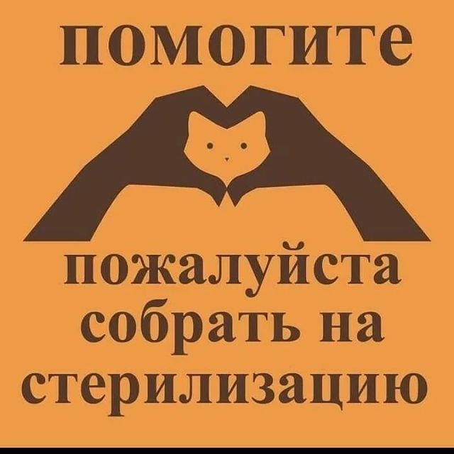 СЧАСТЬЕ  вдобрыеруки в LOOKY. #сборнастерилизацию,#помощьживотным,#нужендом,#вдобрыеруки,#кошкаищетдом,#кошка,#cat,#собака,#срочно,#отдамвдобрыеруки,#доброедело,#кошкавдобрыеруки,#нужнапомощь,#бездомныеживотные,#ищетдом,#благотворительность,#помощьсобакам,#щенки,#собакадругчеловека,#помощьбездомнымживотным,#приют,#помощьбездомнымсобакам,#верныйдруг,#помощь,#деньстольника,#смирупонитке,#приютдляживотных,#помогиприюту. #сборнастерилизацию ...
