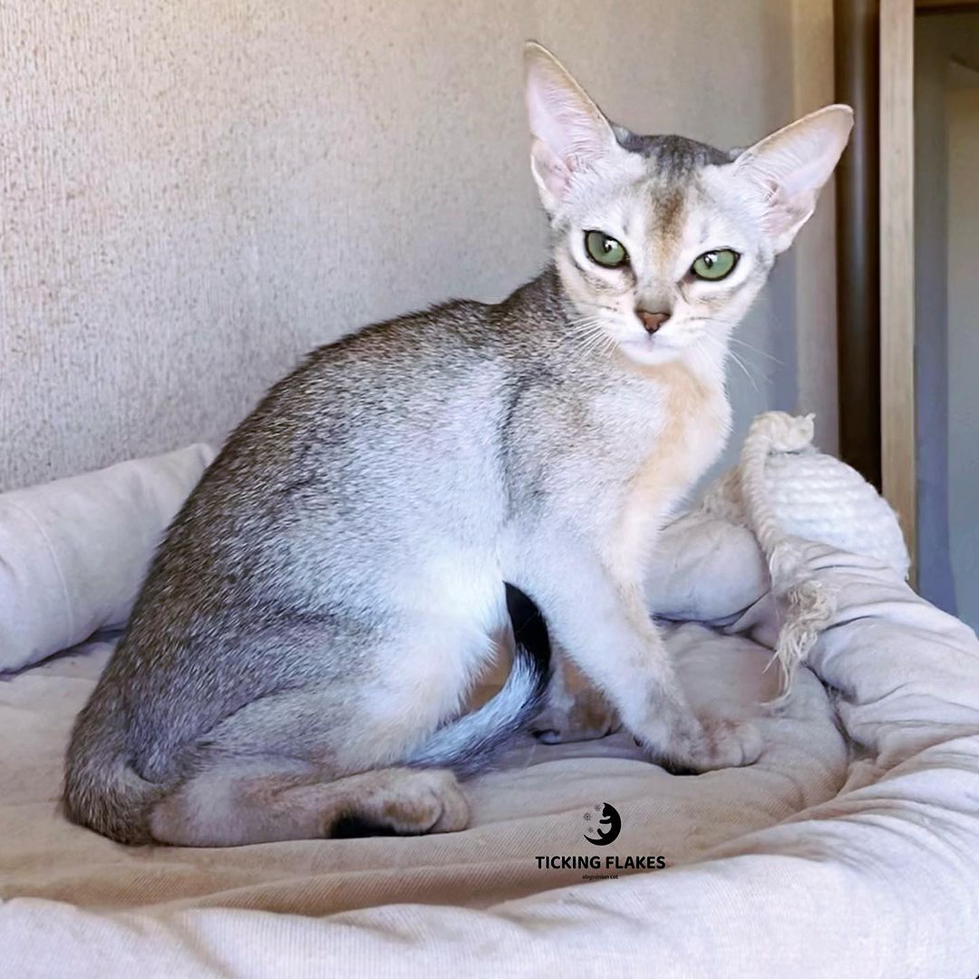 silverabyssinians в LOOKY — фото 3