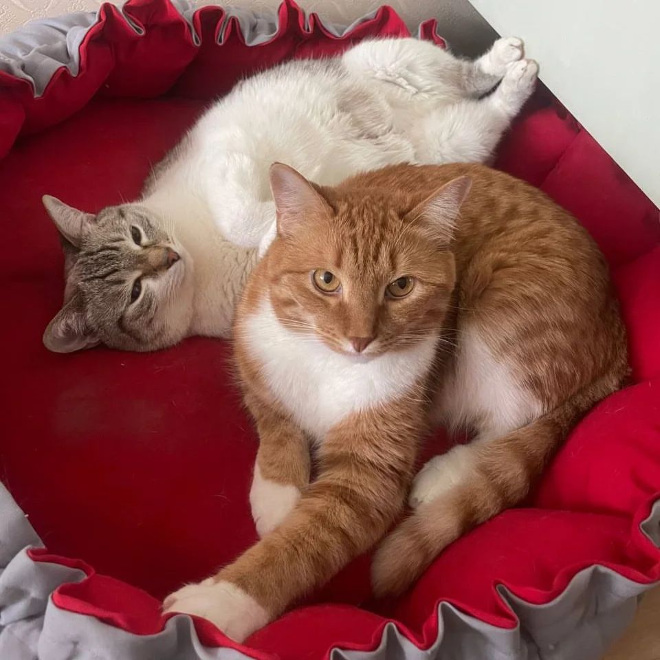fibiana_cat в LOOKY — Коротенький обзор новостей за неделю:
-снег исчез куда-то за