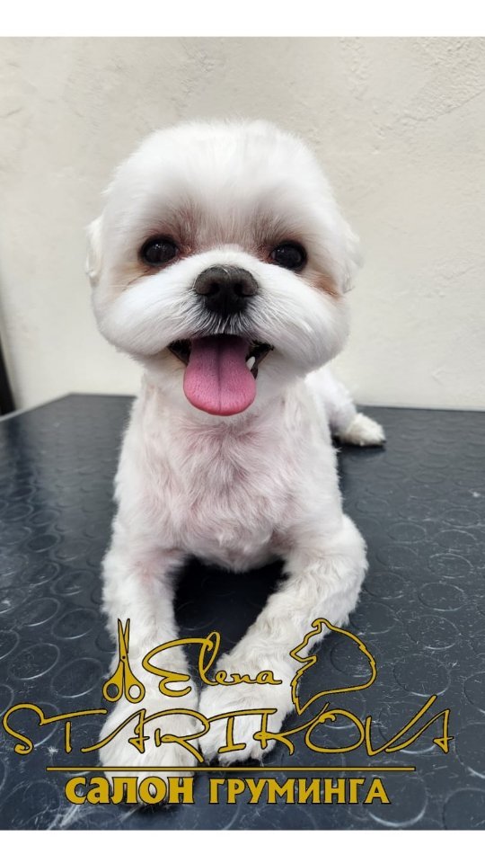 groomer_ufa_ в LOOKY. #грумингуфа,#зоосалонуфа,#грумингмальтезе,#мальтийскаяболонка,#болонка,#еленастарикова,#грумерелена,#elenastarikova,#groomerstarikova,#maltese,#groomerelena,#groomingdog,#groomerufa,#ufa,#нагаево,#михайловка,#салоналексеевка. #грумингуфа #зоосало...