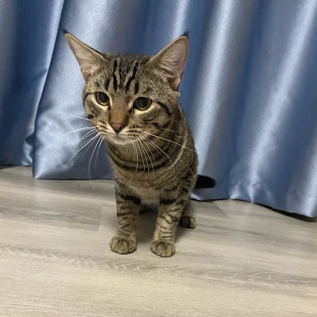 СЧАСТЬЕ  вдобрыеруки в LOOKY. #помощьживотным,#нужендом,#вдобрыеруки,#кошкаищетдом,#кошка,#cat,#собака,#срочно,#отдамвдобрыеруки,#доброедело,#кошкавдобрыеруки,#нужнапомощь,#бездомныеживотные,#ищетдом,#благотворительность,#помощьсобакам,#щенки,#собакадругчеловека,#помощьбездомнымживотным,#приют,#помощьбездомнымсобакам,#верныйдруг,#помощь,#деньстольника,#смирупонитке,#приютдляживотных,#помогиприюту. 📢 НУЖЕН ДОМ 

Котик...