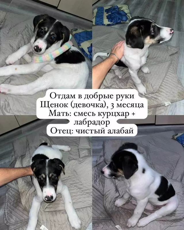 СЧАСТЬЕ  вдобрыеруки в LOOKY. #помощьживотным,#нужендом,#вдобрыеруки,#кошкаищетдом,#кошка,#cat,#собака,#срочно,#отдамвдобрыеруки,#доброедело,#кошкавдобрыеруки,#нужнапомощь,#бездомныеживотные,#ищетдом,#благотворительность,#помощьсобакам,#щенки,#собакадругчеловека,#помощьбездомнымживотным,#приют,#помощьбездомнымсобакам,#верныйдруг,#помощь,#деньстольника,#смирупонитке,#приютдляживотных,#помогиприюту. 📢 НУЖЕН ДОМ 

Мы в ...