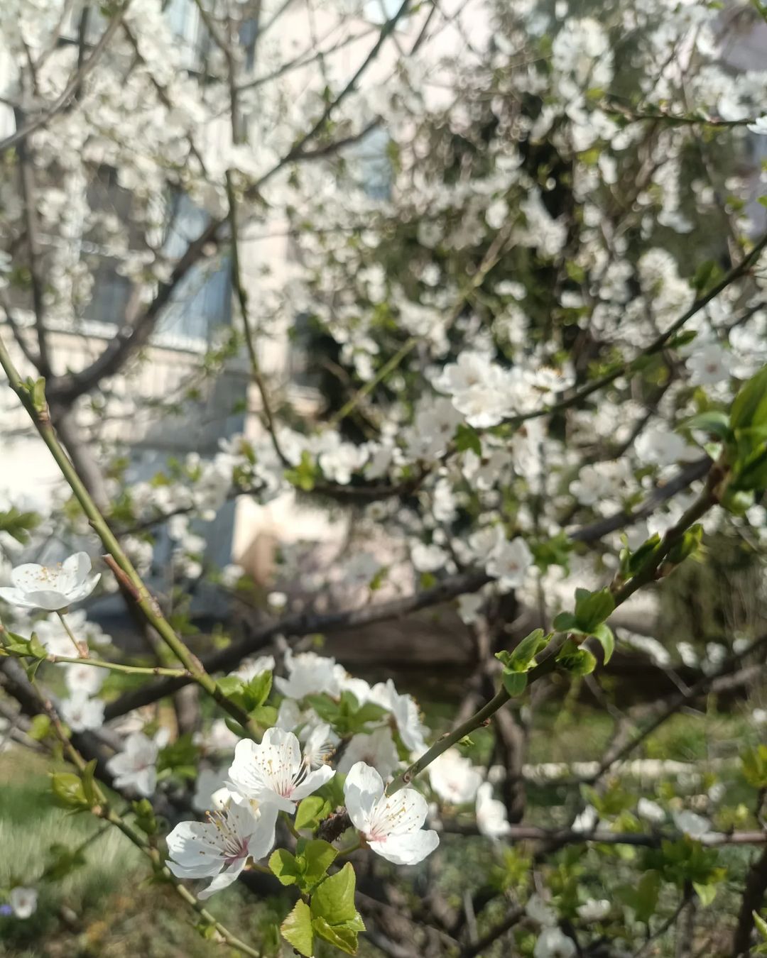 Весна🌸