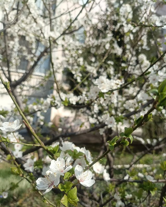 _krisstiinna_ в LOOKY. . Весна🌸