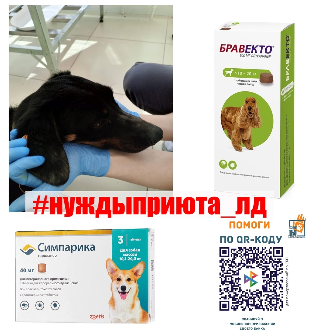 priyt_ld_stav в LOOKY — #лд_пес_Москвич нужна помощь.
У Москвича с недавнего времени